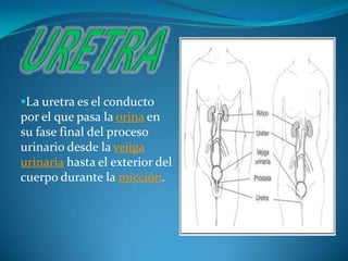 La uretra es el conducto
por el que pasa la orina en
su fase final del proceso
urinario desde la vejiga
urinaria hasta el exterior del
cuerpo durante la micción.
 