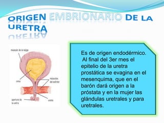 Es de origen endodérmico.
Al final del 3er mes el
epitelio de la uretra
prostática se evagina en el
mesenquima, que en el
barón dará origen a la
próstata y en la mujer las
glándulas uretrales y para
uretrales.
 