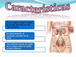 Es un órgano impar y medio
en el que terminan en las
vías urinarias.


Es básicamente, el
conducto excretor de la
orina.

Se extiende desde el cuello
de la vejiga hasta el meato
urinario externo.
 