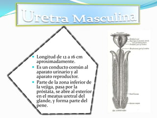  Longitud de 12 a 16 cm
  aproximadamente.
 Es un conducto común al
  aparato urinario y al
  aparato reproductor.
 Parte de la zona inferior de
  la vejiga, pasa por la
  próstata, se abre al exterior
  en el meatus uretral del
  glande, y forma parte del
  pene.
 