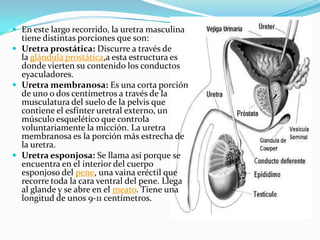  En este largo recorrido, la uretra masculina
  tiene distintas porciones que son:
 Uretra prostática: Discurre a través de
  la glándula prostática,a esta estructura es
  donde vierten su contenido los conductos
  eyaculadores.
 Uretra membranosa: Es una corta porción
  de uno o dos centímetros a través de la
  musculatura del suelo de la pelvis que
  contiene el esfínter uretral externo, un
  músculo esquelético que controla
  voluntariamente la micción. La uretra
  membranosa es la porción más estrecha de
  la uretra.
 Uretra esponjosa: Se llama así porque se
  encuentra en el interior del cuerpo
  esponjoso del pene, una vaina eréctil que
  recorre toda la cara ventral del pene. Llega
  al glande y se abre en el meato. Tiene una
  longitud de unos 9-11 centímetros.
 