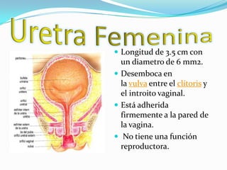  Longitud de 3.5 cm con
  un diametro de 6 mm2.
 Desemboca en
  la vulva entre el clítoris y
  el introito vaginal.
 Está adherida
  firmemente a la pared de
  la vagina.
 No tiene una función
  reproductora.
 