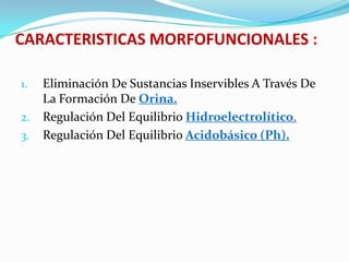 CARACTERISTICAS MORFOFUNCIONALES :

1.   Eliminación De Sustancias Inservibles A Través De
     La Formación De Orina.
2.   Regulación Del Equilibrio Hidroelectrolítico.
3.   Regulación Del Equilibrio Acidobásico (Ph).
 