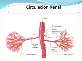 Circulación Renal
 