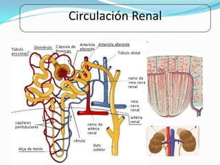 Circulación Renal
 