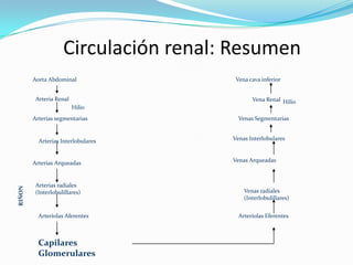 Circulación renal: Resumen
        Aorta Abdominal                Vena cava inferior


         Arteria Renal                       Vena Renal Hilio
                         Hilio
        Arterias segmentarias           Venas Segmentarias


          Arterias Interlobulares     Venas Interlobulares



        Arterias Arqueadas            Venas Arqueadas



         Arterias radiales
RIÑON




         (Interlobulillares)              Venas radiales
                                          (Interlobulillares)


          Arteriolas Aferentes          Arteriolas Eferentes



          Capilares
          Glomerulares
 