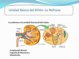 Unidad Básica del Riñón: La Nefrona


La nefrona es la unidad funcional del riñón.




 Corpúsculo Renal:
 Cápsula de Bowman y
 Glomérulo.
 