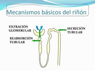 Mecanismos básicos del riñón

FILTRACIÓN
                     SECRECIÓN
GLOMERULAR
                     TUBULAR
 REABSORCIÓN
 TUBULAR
 