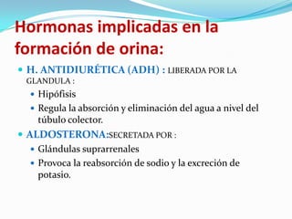 Hormonas implicadas en la
formación de orina:
 H. ANTIDIURÉTICA (ADH) : LIBERADA POR LA
  GLANDULA :
    Hipófisis
    Regula la absorción y eliminación del agua a nivel del
    túbulo colector.
 ALDOSTERONA:SECRETADA POR :
    Glándulas suprarrenales
    Provoca la reabsorción de sodio y la excreción de
     potasio.
 
