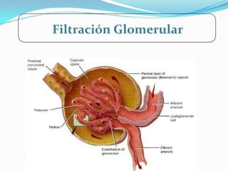 Filtración Glomerular
 