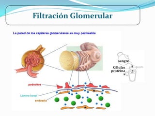 Filtración Glomerular




                        sangre
                     Células
                    proteína
                           s
 