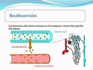Reabsorción

Las funciones del riñón se basan en el transporte a través del epitelio
del túbulo
                                           Túbulo renal




   REABSORCIÓN




                        Capilar peritubular
 