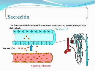 Secreción
     Las funciones del riñón se basan en el transporte a través del epitelio
     del túbulo.                               Túbulo renal




SECRECIÓN




                         Capilar peritubular
 