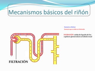 Mecanismos básicos del riñón
                   Sustancia a eliminar
                   Sustancia que no debe ser eliminada



                   FILTRACIÓN: salida de líquido de los
                   capilares glomerulares al túbulo renal




FILTRACIÓN
 