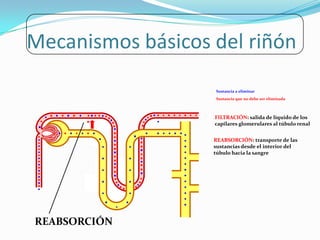 Mecanismos básicos del riñón
                   Sustancia a eliminar
                   Sustancia que no debe ser eliminada



                   FILTRACIÓN: salida de líquido de los
                   capilares glomerulares al túbulo renal


                   REABSORCIÓN: transporte de las
                   sustancias desde el interior del
                   túbulo hacia la sangre




REABSORCIÓN
 