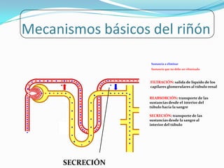 Mecanismos básicos del riñón
                   Sustancia a eliminar
                   Sustancia que no debe ser eliminada



                   FILTRACIÓN: salida de líquido de los
                   capilares glomerulares al túbulo renal


                  REABSORCIÓN: transporte de las
                  sustancias desde el interior del
                  túbulo hacia la sangre

                  SECRECIÓN: transporte de las
                  sustancias desde la sangre al
                  interior del túbulo




      SECRECIÓN
 