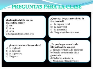 ¿Que capa de grasa recubre a la
¿La longitud de la uretra
                                   fascia renal?
masculina mide?
                                   a) La capsula renal
a) 1cm
                                   b) La perirrenal
b) 16cm
                                   c) La pararrenal
c) 25cm
                                   d) Ninguna de las anteriores
d)Ninguna de las anteriores



   ¿La uretra masculina se abre?   ¿En que lugar se realiza la
a) En el glande                    filtración de la sangre?
b) En la vejiga                    a) Túbulo contorneado proximal
c) En la próstata                  b) Túbulo contorneado distal
d) Ninguna                         glomérulo
                                   d) Todas las anteriores
                                   e) Ninguna de las anteriores
 