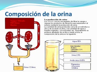 Composición de la orina
 