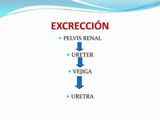 EXCRECCIÓN
  PELVIS RENAL


    URETER


     VEJIGA



    URETRA
 