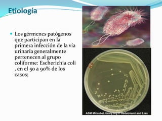 Etiología

 Los gérmenes patógenos
 que participan en la
 primera infección de la vía
 urinaria generalmente
 pertenecen al grupo
 coliforme: Escherichia coli
 , en el 50 a 90% de los
 casos;
 