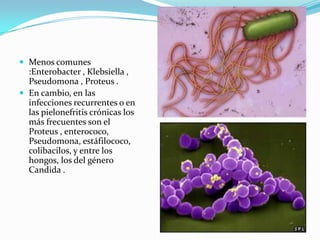  Menos comunes
  :Enterobacter , Klebsiella ,
  Pseudomona , Proteus .
 En cambio, en las
  infecciones recurrentes o en
  las pielonefritis crónicas los
  más frecuentes son el
  Proteus , enterococo,
  Pseudomona, estáfilococo,
  colibacilos, y entre los
  hongos, los del género
  Candida .
 