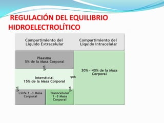 REGULACIÓN DEL EQUILIBRIO
HIDROELECTROLÍTICO
 