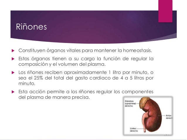 La implantación del embrión y el dolor en los riñones