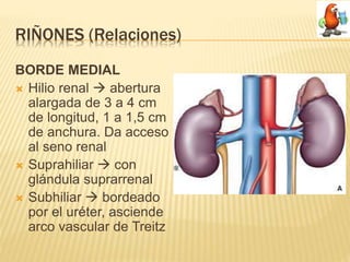 Aparato urinario (Sistema Renal) | PPTX