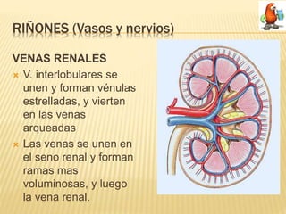 Aparato urinario (Sistema Renal) | PPTX
