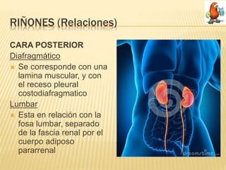 Aparato urinario (Sistema Renal) | PPTX