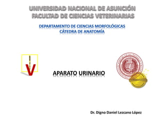 APARATO URINARIOV
Dr. Digno Daniel Lezcano López
 