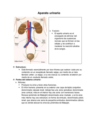 Aparato urinario
 Estructura:
 Está formado esencialmente por dos riñones que vuelcan cada uno su
contenido en un receptáculo llamado vejiga, por medio de un tubo
llamado uréter. La vejiga, a su vez evacua su contenido al exterior por
medio de un conducto llamado uretra.
 Partes del sistema urinario:
 Riñones:
 Producen la orina y tiene otras funciones.
 El riñón humano presenta en su exterior una capa de tejido conjuntivo
denominada cápsula renal, debajo hay una zona granulosa denominada
zona cortical, más en el interior hay una zona con numerosos haces
fibrosos (pirámide de Malpighi) denominada zona medular, y en la zona
más interna hay una estructura en forma de embudo, denominada pelvis
renal, que abarca una serie de pequeños embudos denominados cálices
que es dónde abocan la orina las pirámides de Malpighi.
 Función:
 El aparto urinario es el
encargado de eliminar del
organismo las sustancias
nocivas que se forman en las
células y de contribuir a
mantener la reacción alcalina
de la sangre.
 