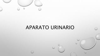 APARATO URINARIO
 
