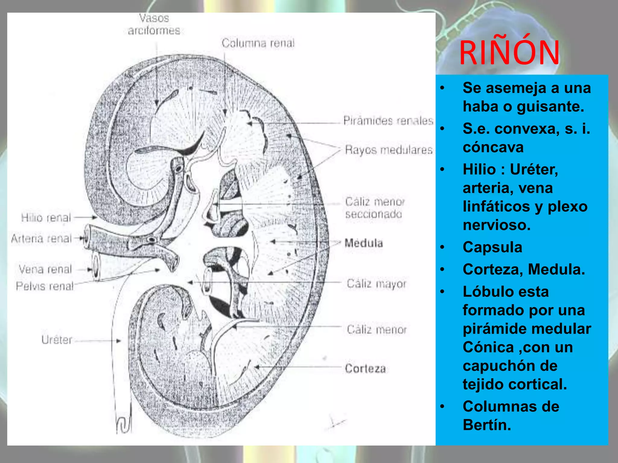 HISTOLOGÍA APARATO URINARIO SANTIAGO ANDRADE | PPTX