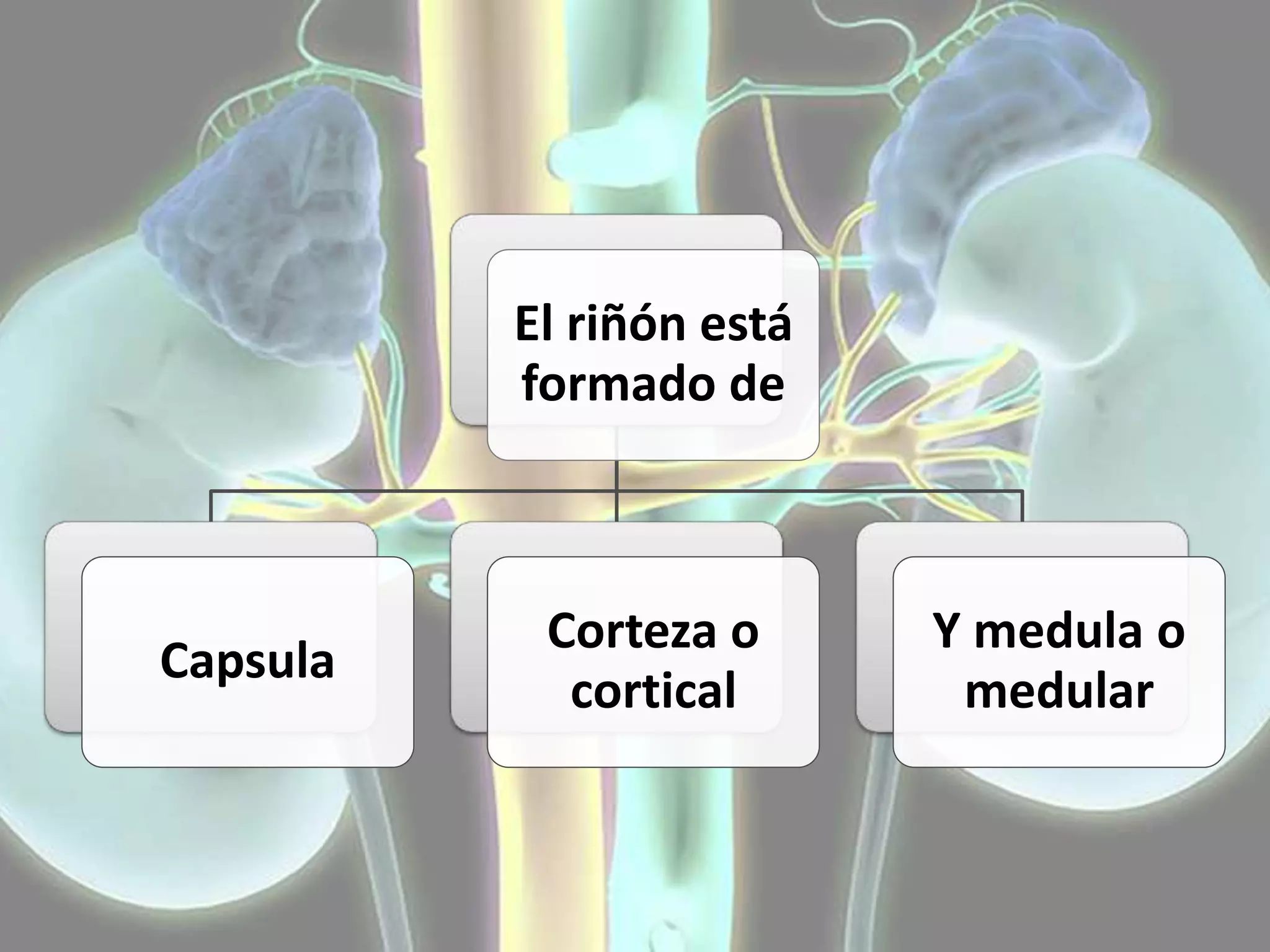 HISTOLOGÍA APARATO URINARIO SANTIAGO ANDRADE | PPTX