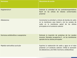 Hormonas Mecanismo de acción
Angiotensina II Estimula la actividad de las contratransportadores
Na/H en las células de túbulos contorneados
proximal
Aldosterona Incrementa la actividad y síntesis de bomba de sodio
en la membrana vaso lateral y de los canales de
sodio en la membrana apical de las células
principales en el conducto colector
Hormona antidiurética o vasopresina Estimula la inserción de proteínas de los canales
acuosos, llamados acuaporina-2 , en las membranas
apicales de las células principales
Péptido natriurético auricular Suprime la reabsorción de sodio y agua en el tubo
proximal y el conducto colector; inhibe la secreción
de aldosterona y de HAD ( hormona antidiurética)
 