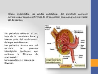Células endoteliales. Las células endoteliales del glomérulo contienen
numerosos poros que, a diferencia de otros capilares porosos no son atravesadas
por diafragmas.
Los podocitos recubren el otro
lado de la membrana basal y
forman parte del recubrimiento
del espacio de Bowman.
forman una red
de procesos
Los podocitos
apretada
interdigitales (pedicelos) que
filtración decontrolan la
proteínas del
lumen capilar en el espacio de
Bowman.
 