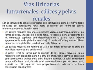 Vías Urinarias
Intrarrenales: cálices ypelvis
renales
Son el conjunto de canales excretores que conducen la orina definitiva desde
su salida del parénquima renal hasta el exterior del riñón: los cálices
menores y mayores, la pelvis renal.
• Los cálices menores son unas estructuras visibles macroscópicamente, en
forma de copa, situados en el seno renal. Recogen la orina procedente de
los conductos papilares que desembocan en la papila renal (vértice
agujereado de cada pirámide medular). En cada riñón hay tantos cálices
menores como pirámides, es decir entre 8 y 18 aprox.
• Los cálices mayores, en número de 2 a 3 por riñón, conducen la orina de
los cálices menores a la pelvis renal.
• La pelvis renal se forma por la reunión de los cálices mayores, es un
reservorio con capacidad para 4-8 cm3 de orina, tiene actividad contráctil
que contribuye al avance de la orina hacia el exterior. La pelvis renal tiene
una porción intra renal, situada en el seno renal y una porción extra renal,
a partir del hilio, que se hace progresivamente más estrecha hasta
continuarse con el uréter.
 