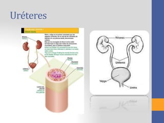 Uréteres
 