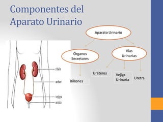 Componentes del
Aparato Urinario
Aparato Urinario
Órganos
Secretores
Vías
Urinarias
Uréteres
Riñones
Vejiga
Urinaria Uretra
 