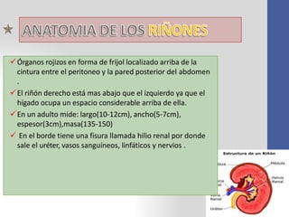 Órganos rojizos en forma de frijol localizado arriba de la
cintura entre el peritoneo y la pared posterior del abdomen
.
El riñón derecho está mas abajo que el izquierdo ya que el
hígado ocupa un espacio considerable arriba de ella.
En un adulto mide: largo(10-12cm), ancho(5-7cm),
espesor(3cm),masa(135-150)
 En el borde tiene una fisura llamada hilio renal por donde
sale el uréter, vasos sanguíneos, linfáticos y nervios .
 