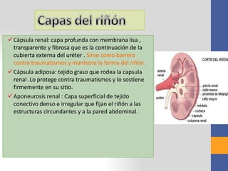 Cápsula renal: capa profunda con membrana lisa ,
transparente y fibrosa que es la continuación de la
cubierta externa del uréter . Sirve como barrera
contra traumatismos y mantiene la forma del riñón.
Cápsula adiposa: tejido graso que rodea la capsula
renal .Lo protege contra traumatismos y lo sostiene
firmemente en su sitio.
Aponeurosis renal : Capa superficial de tejido
conectivo denso e irregular que fijan el riñón a las
estructuras circundantes y a la pared abdominal.
 