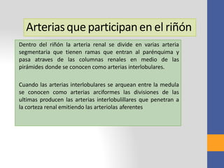 Arteriasqueparticipanen el riñón
Dentro del riñón la arteria renal se divide en varias arteria
segmentaria que tienen ramas que entran al parénquima y
pasa atraves de las columnas renales en medio de las
pirámides donde se conocen como arterias interlobulares.
Cuando las arterias interlobulares se arquean entre la medula
se conocen como arterias arciformes las divisiones de las
ultimas producen las arterias interlobulillares que penetran a
la corteza renal emitiendo las arteriolas aferentes
 