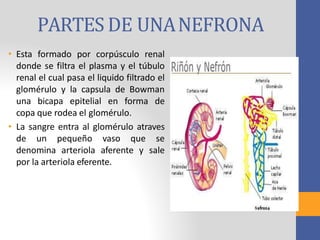 PARTES DE UNANEFRONA
• Esta formado por corpúsculo renal
donde se filtra el plasma y el túbulo
renal el cual pasa el liquido filtrado el
glomérulo y la capsula de Bowman
una bicapa epitelial en forma de
copa que rodea el glomérulo.
• La sangre entra al glomérulo atraves
de un pequeño vaso que se
denomina arteriola aferente y sale
por la arteriola eferente.
 