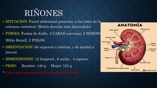 APARATO URINARIO ANATOMIA YA ESTA LISTO .pptx
