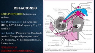 APARATO URINARIO ANATOMIA YA ESTA LISTO pptx aparato-urinario-anatomia-ya-esta-listo-pptx