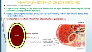 trabajo monografico del PARATO URINARIO .pdf
