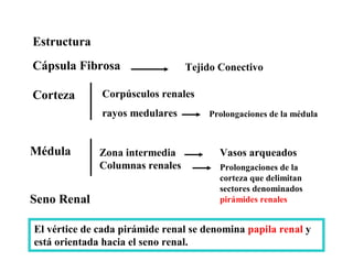 APARATO URINARIO - anatomia veterinaria. | PDF