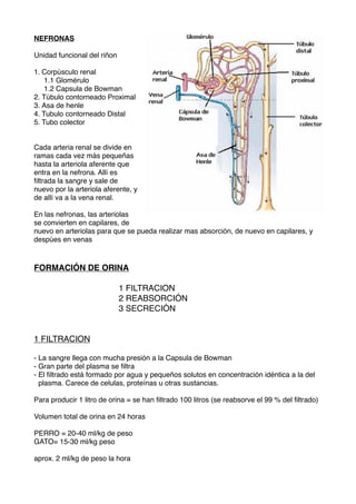 Aparato urinario en perros y gatos | PDF