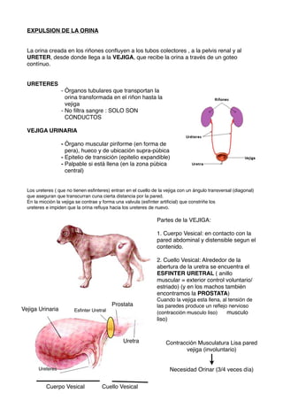 Cómo Recogen La Orina Los Perros Machos
